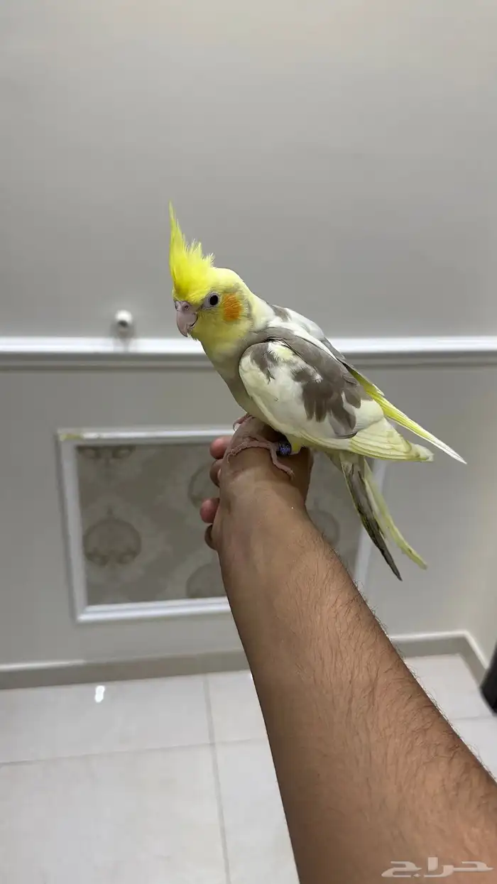 كروان اليف وهدد ( تم البيع) 3