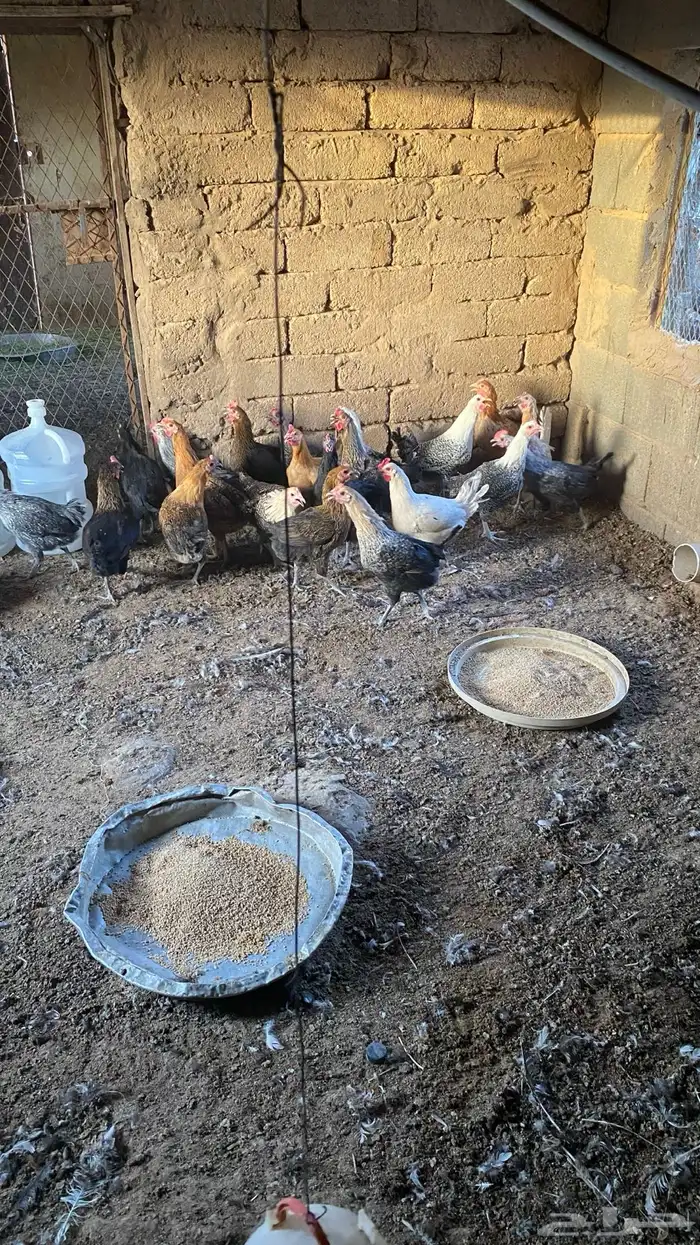 دجاج بلدي 8