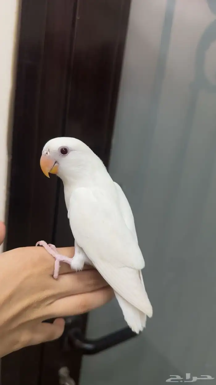 طيور روز مفطومه 0