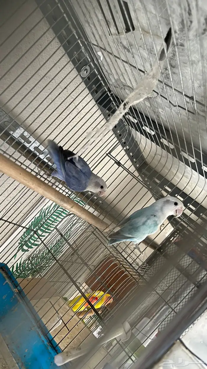 جوز روز محلل تم البيع 1