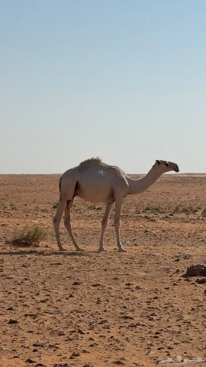 فحول العدد 10 البيع لاعلى سوم 0