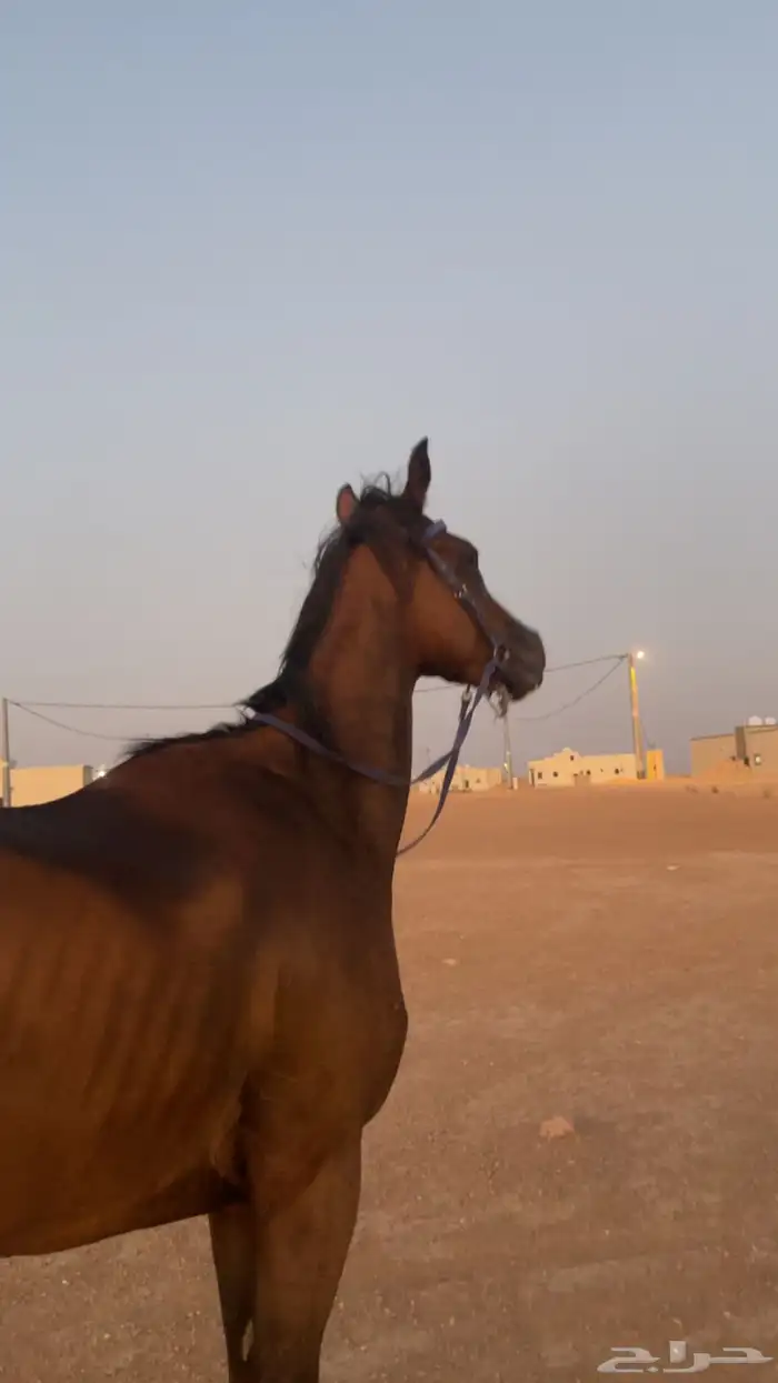 حصان البدل او البيع 2