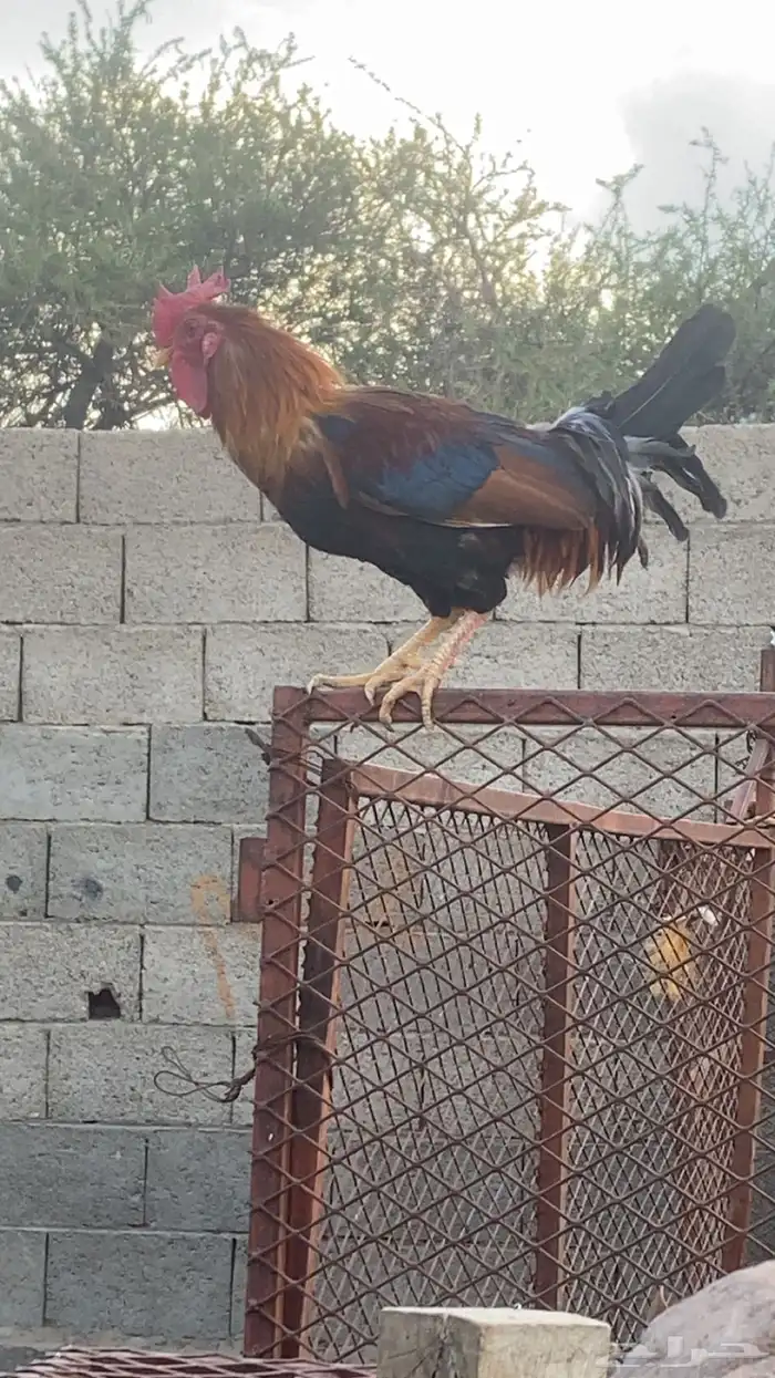 دجاج بلدي كفو 3