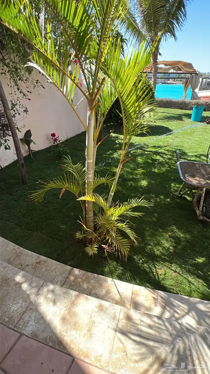 ثيل طبيعي نجيل مشروط ومضمون 12