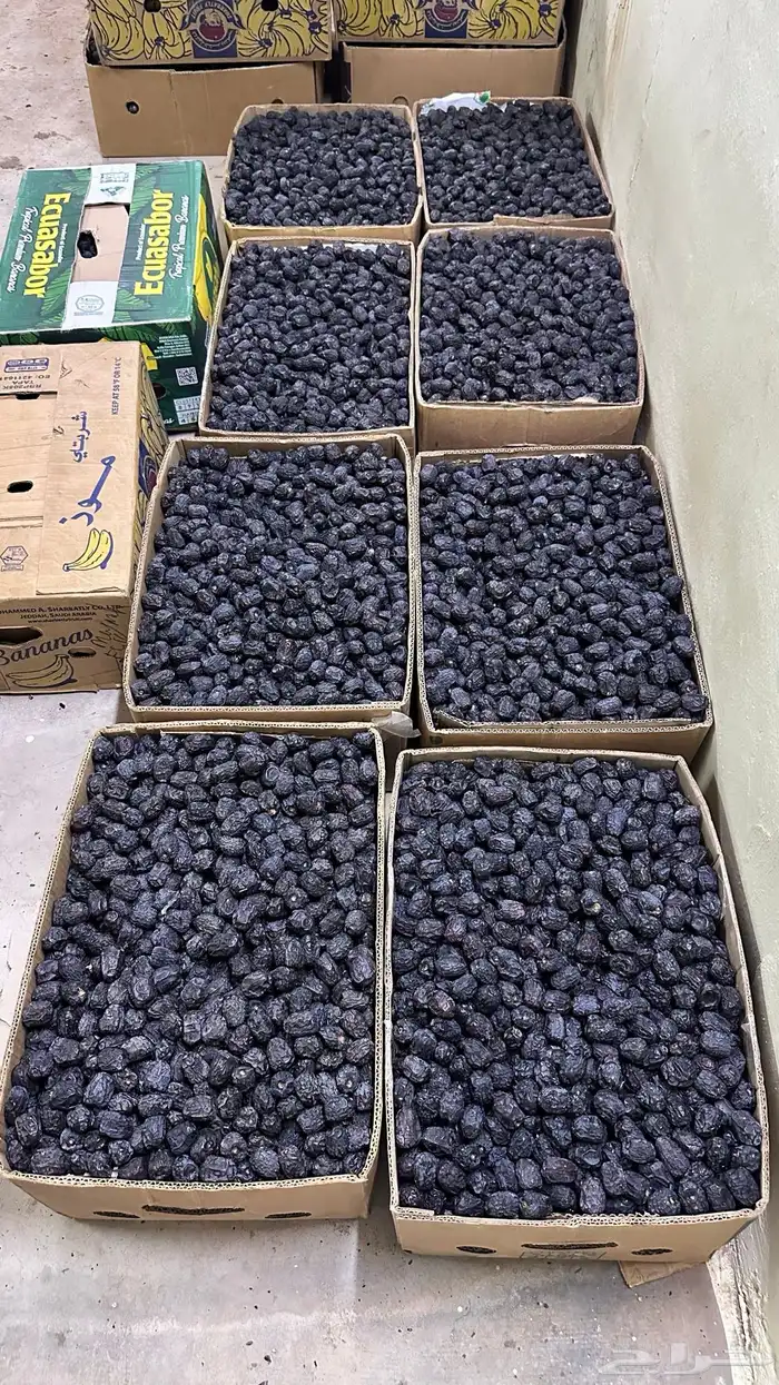 عجوة المدينة 6