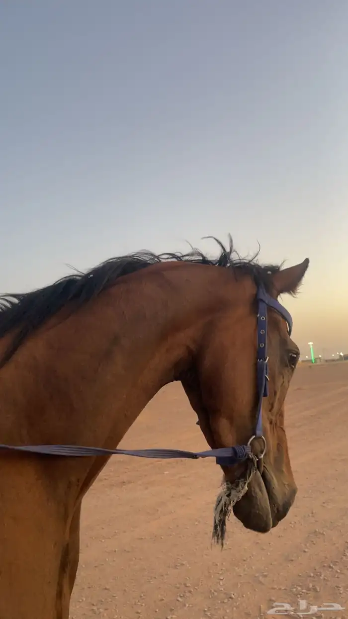حصان البدل او البيع 4