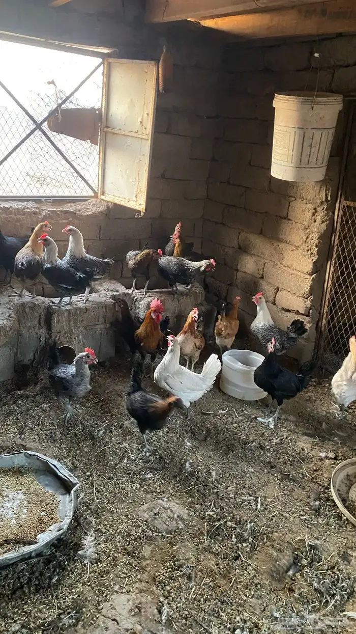 دجاج بلدي 7