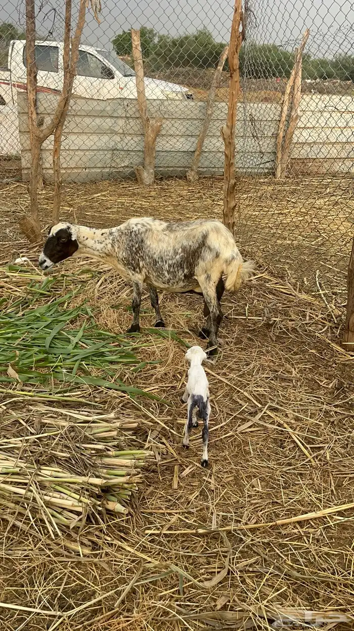 نعجه منتوج 1