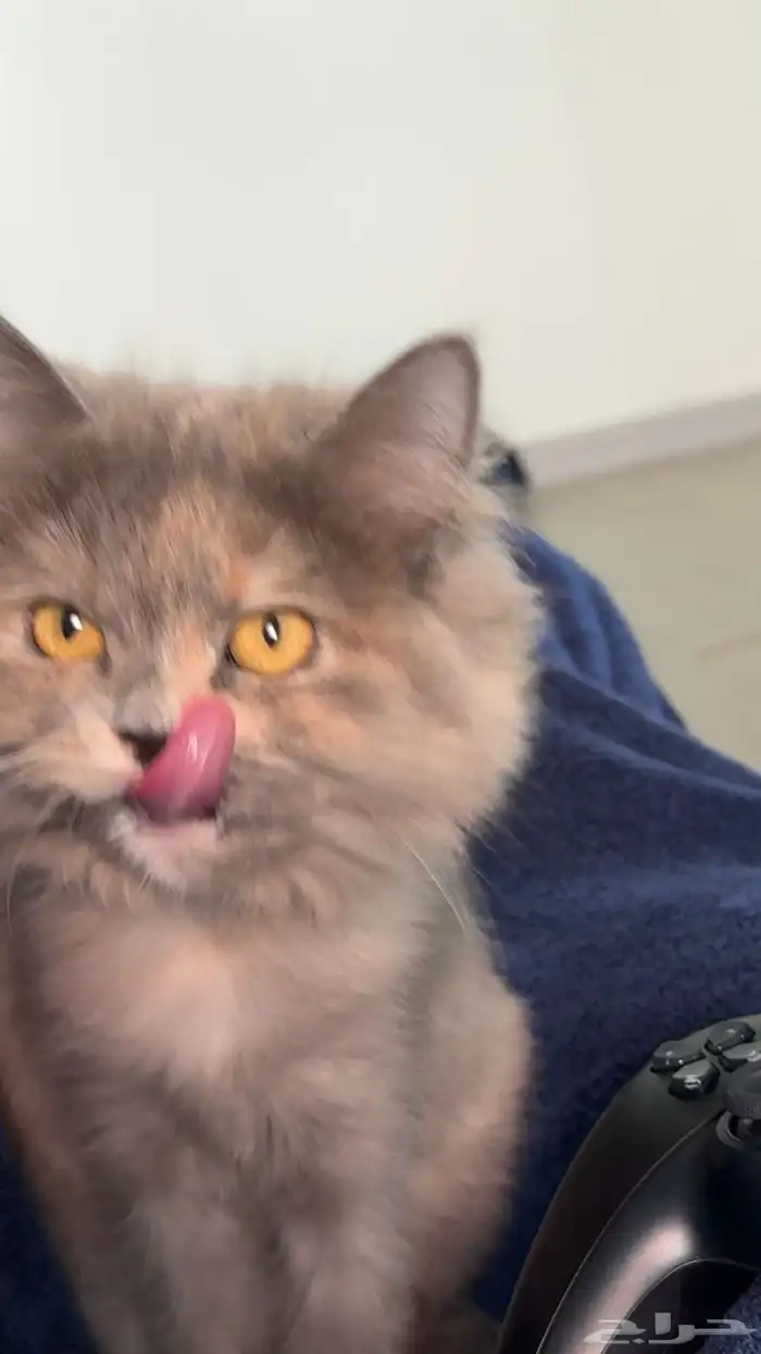 قطة للتبني 0