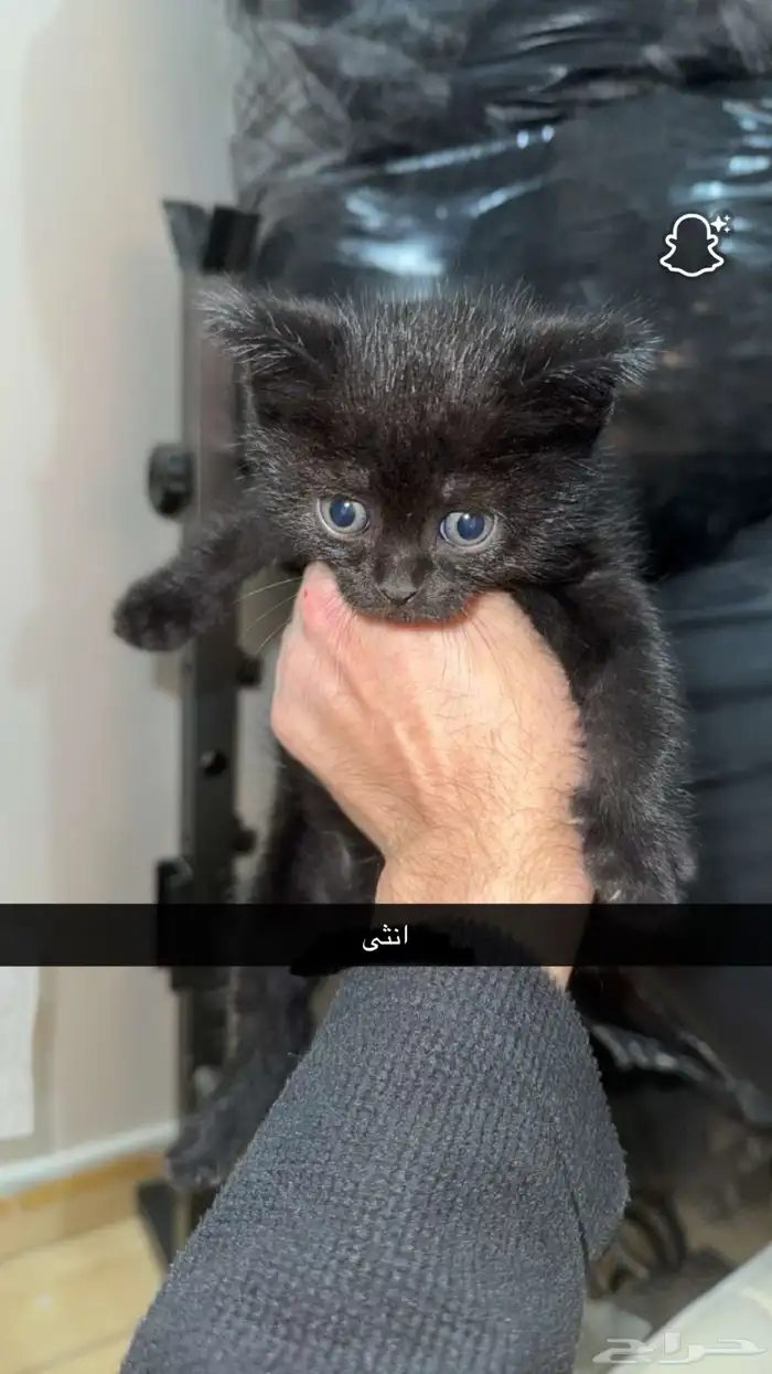 قطط للتبني 1