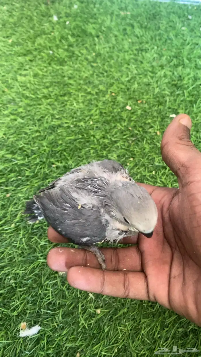 فروخ روز ألوان حلوه وتقبل غر ماشاءلله 2