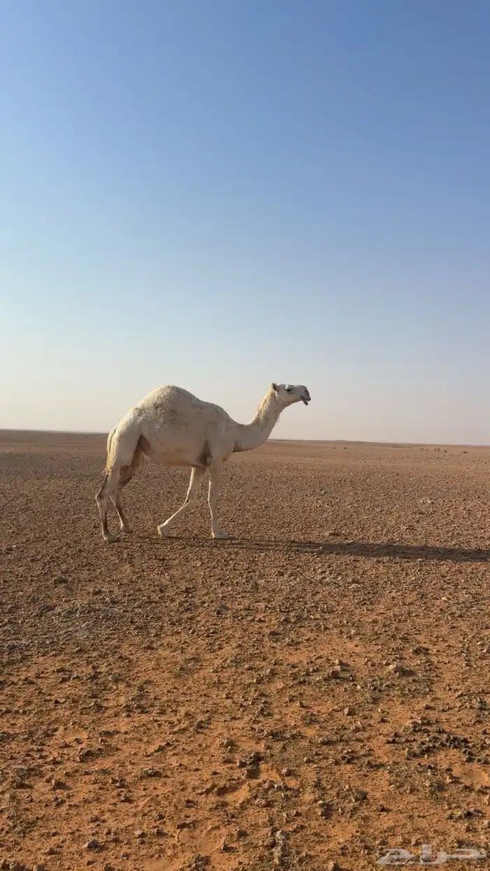 ناقه رباع او سدس ماقد ولدت ولا تطبيت فيها عشرت مره وكسرت 0