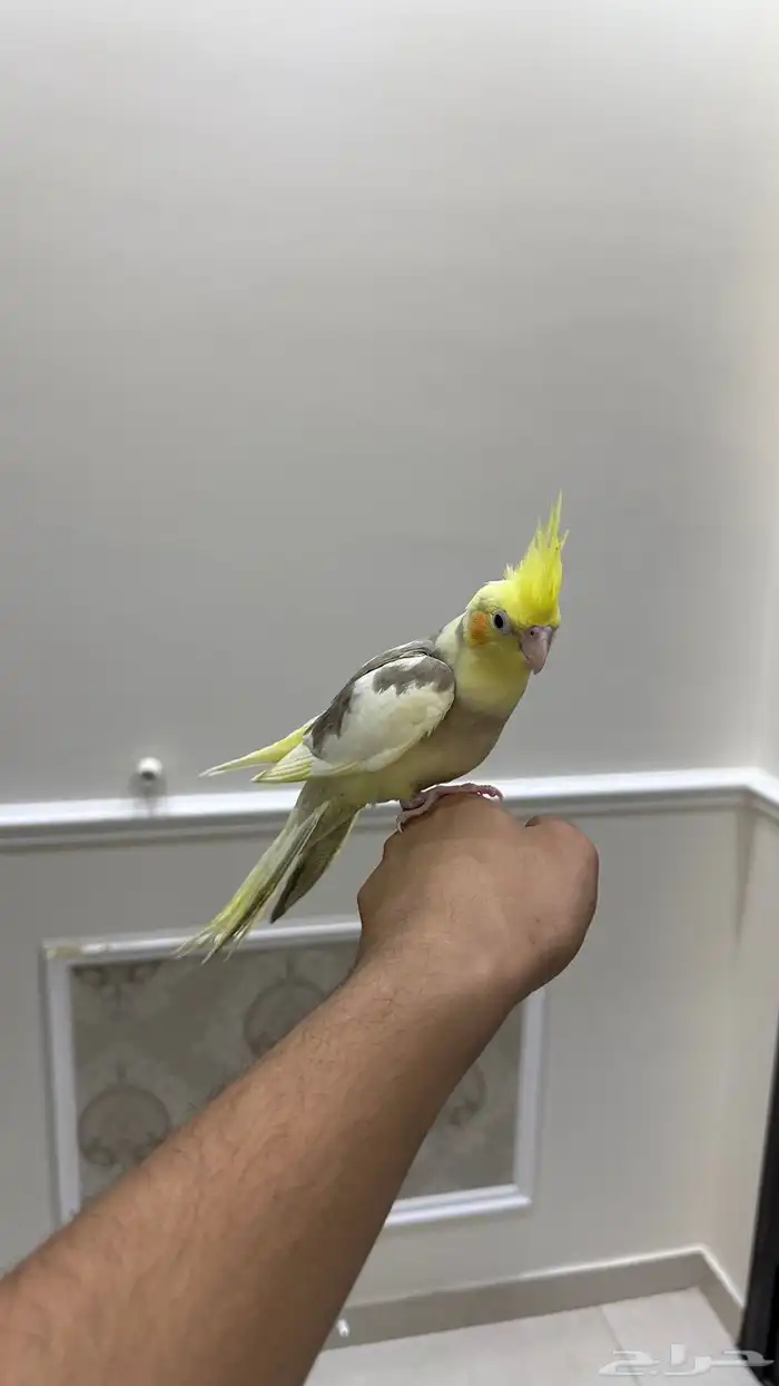 كروان اليف وهدد ( تم البيع) 2