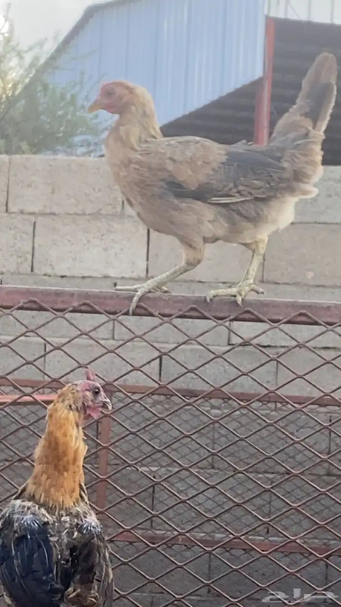 دجاج بلدي كفو 4