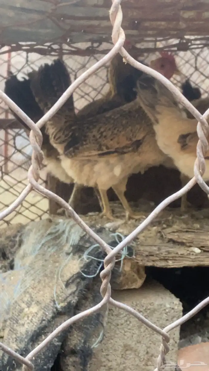 دجاج بلدي كفو 2