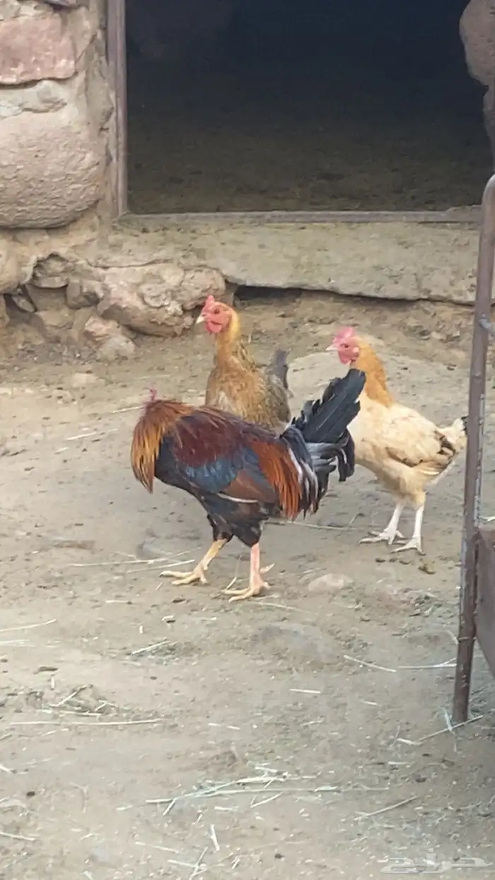 دجاج بلدي كفو 6