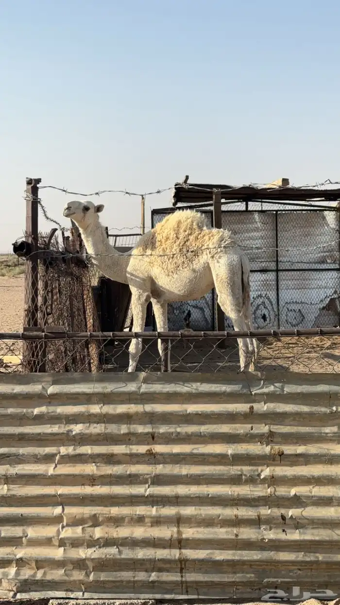 حاشي طيب عمره 6 شهور 1