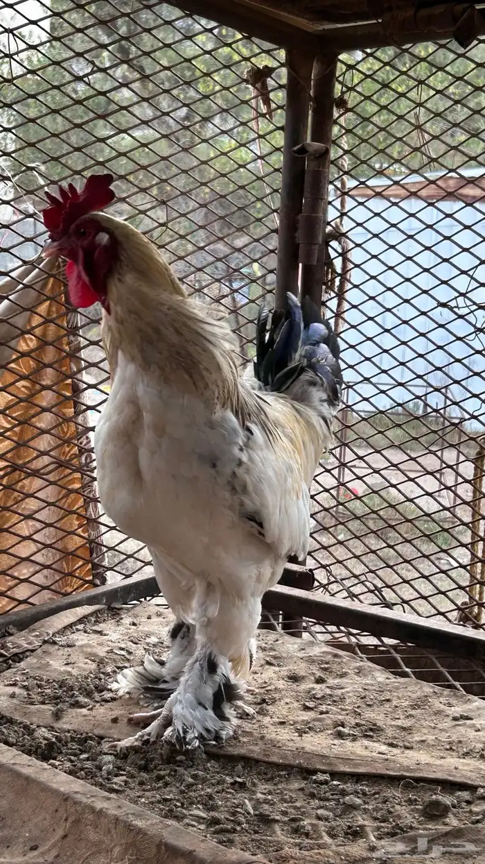 ديك براهما 4