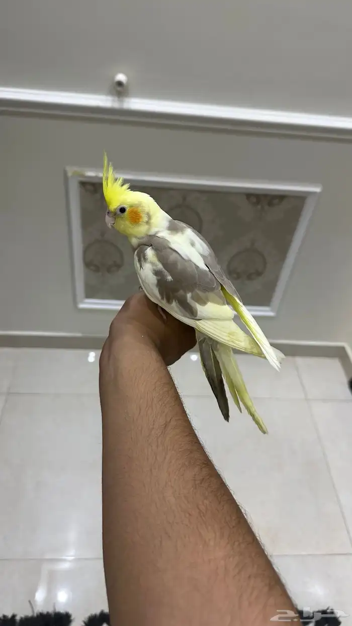 كروان اليف وهدد ( تم البيع) 0