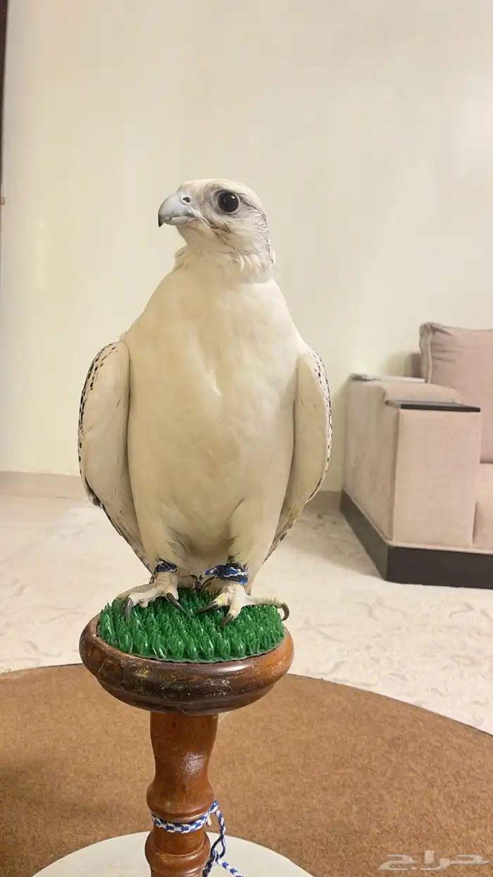صقر طير جير للأجار 2
