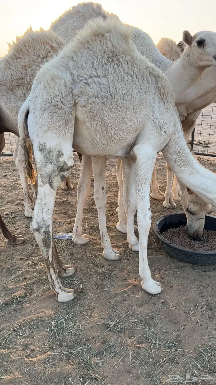 قعود ناهي حوار 0