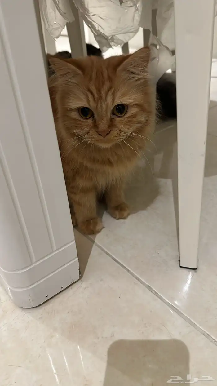 قطط جميله ومتدربه على الانش بوكس ومطيعه 2