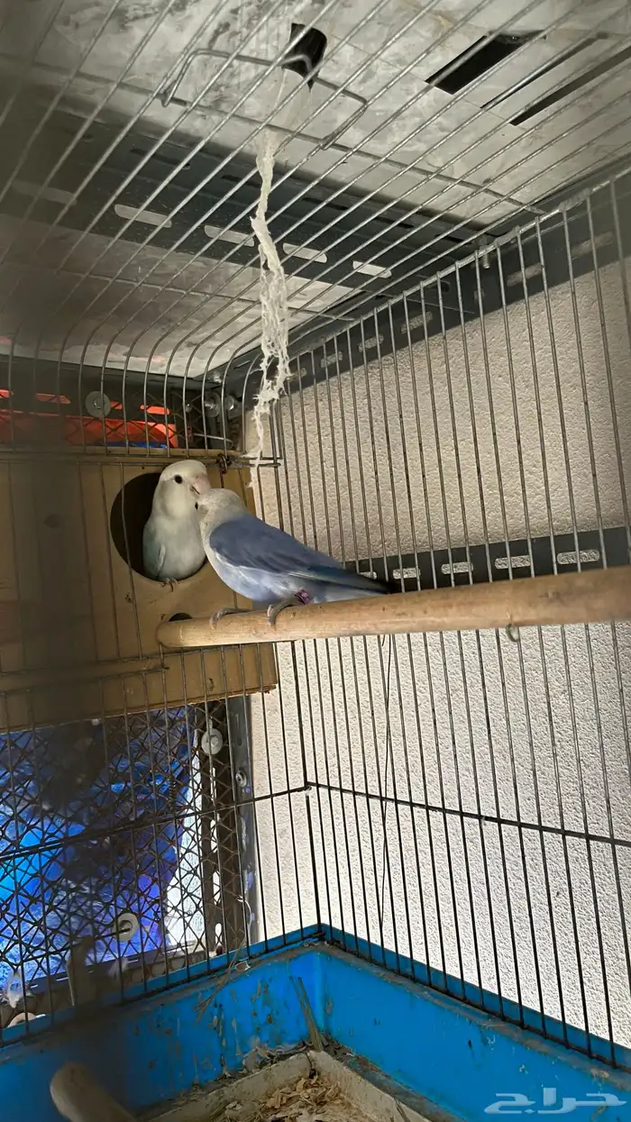 جوز روز محلل تم البيع 0