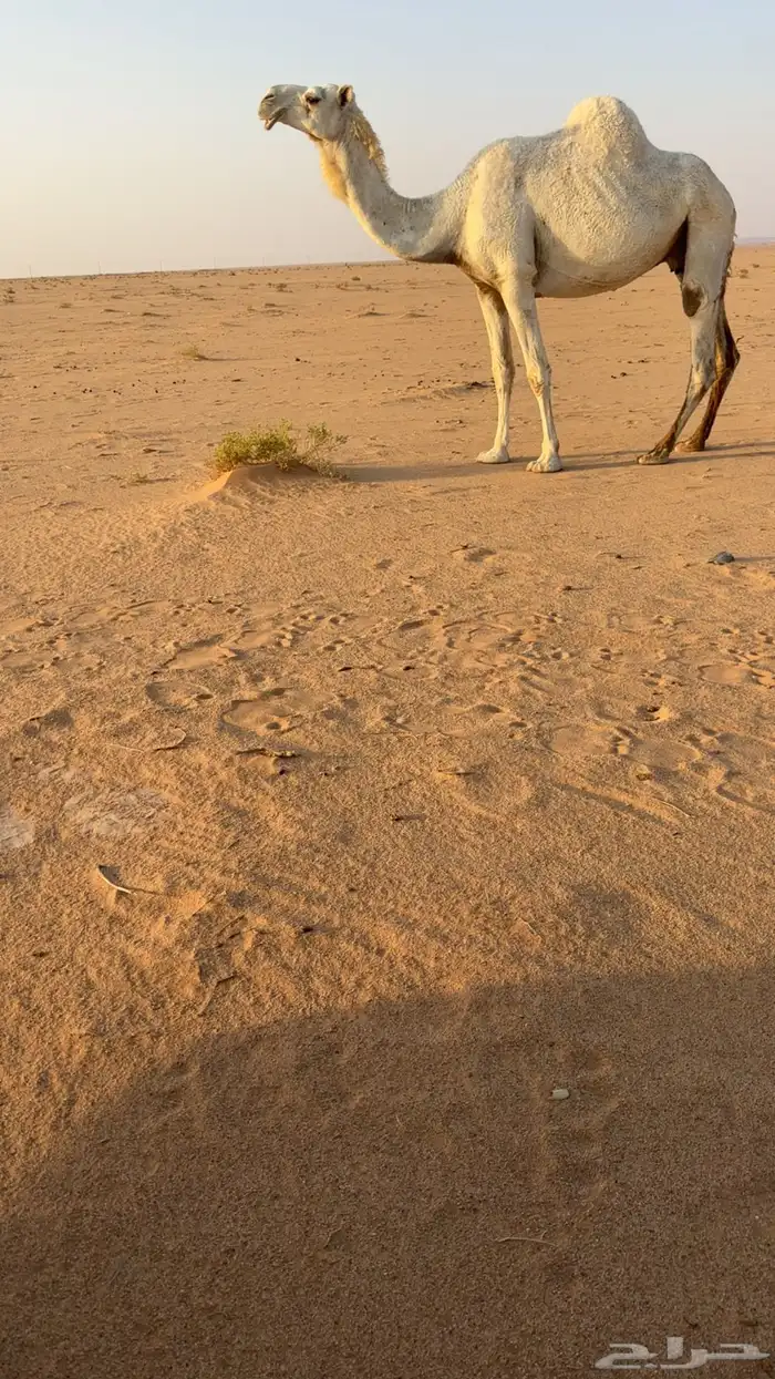 ضروبه وضحا 0