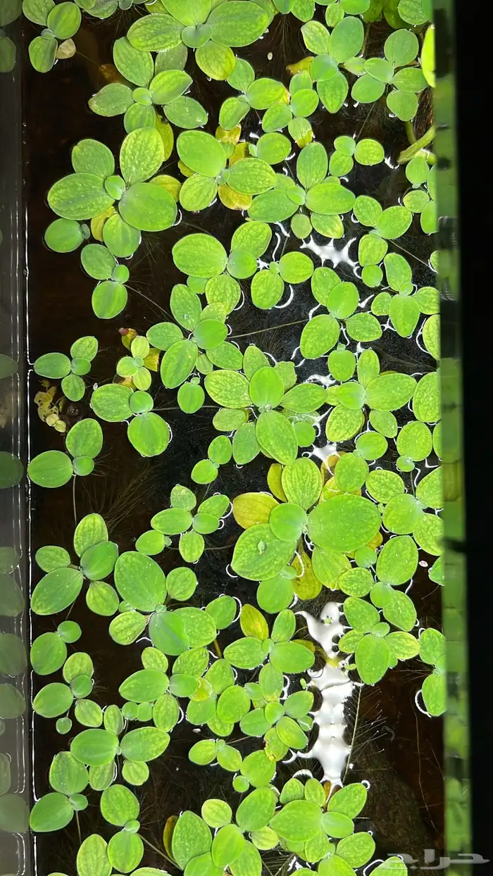 نبات طافي لأحواض الأسماك 0