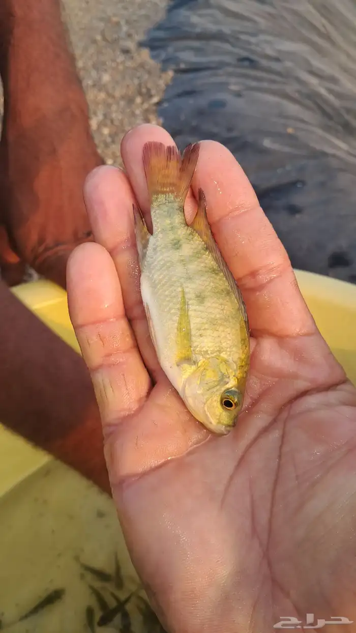زريعة سمك بلطي بيور 6