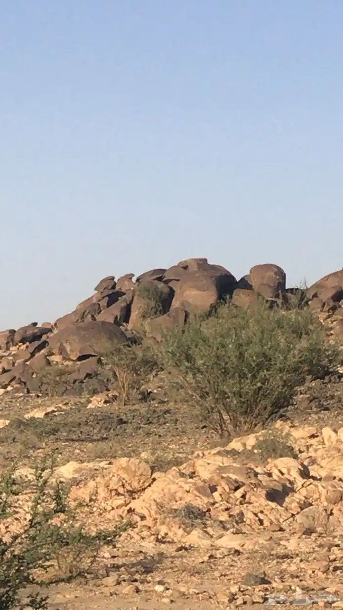 مطلوب مزرعه للايجار 0