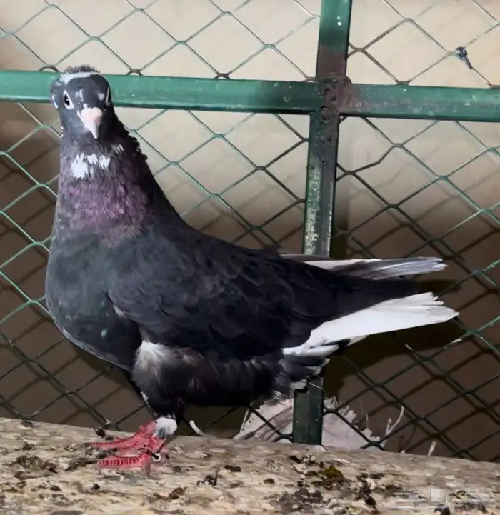جوز قطايف معه فرخ 6