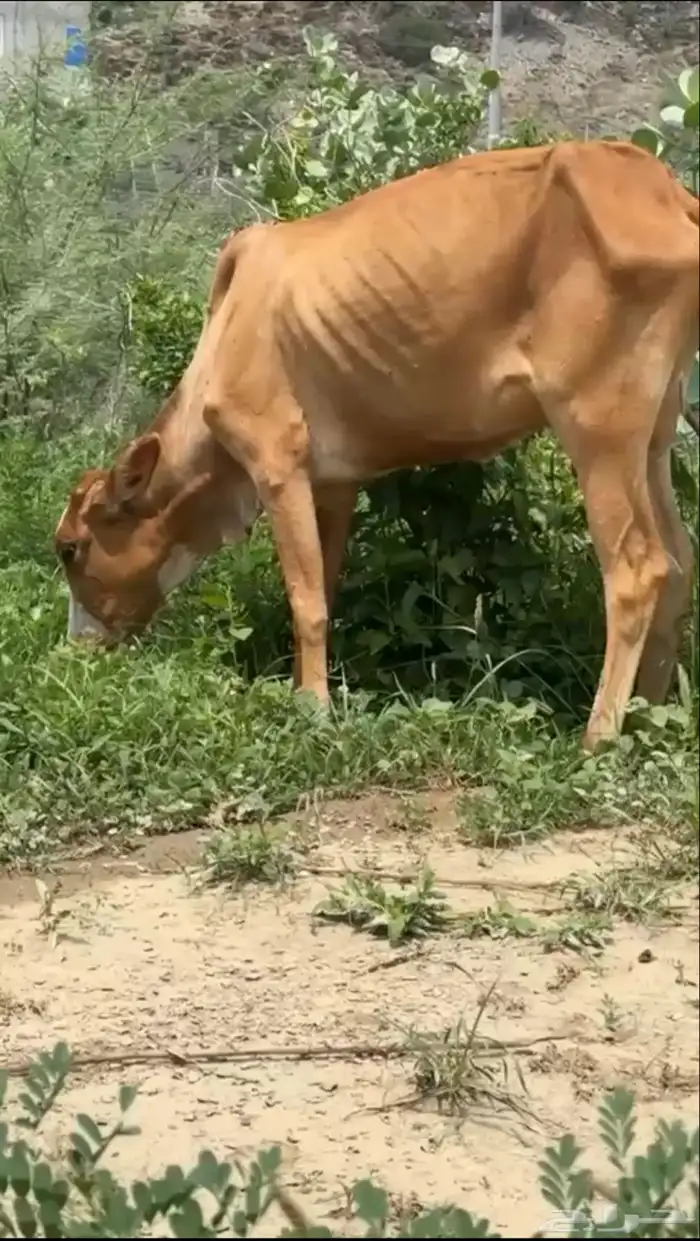 تم البيع   بارك الله للجميع 0