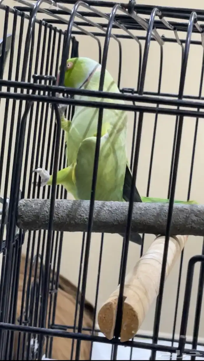 ببغاء دره هندي ذكر اليف 1