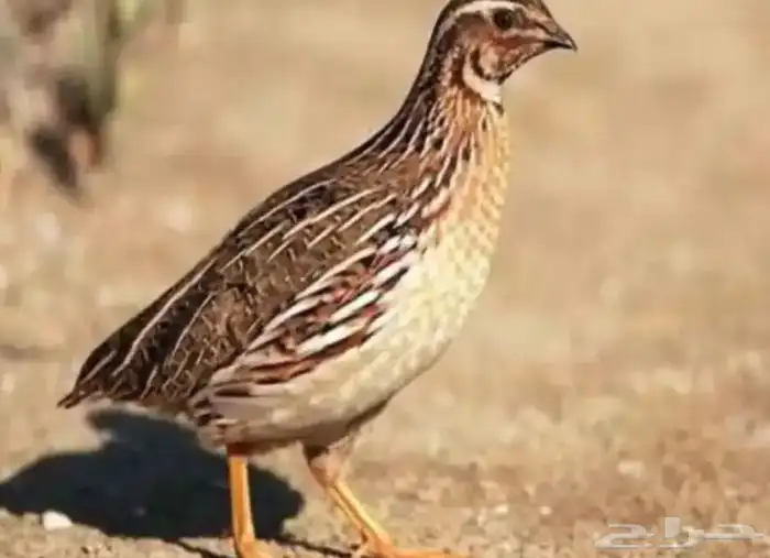 فري..سمان مهاجر للبيع 0
