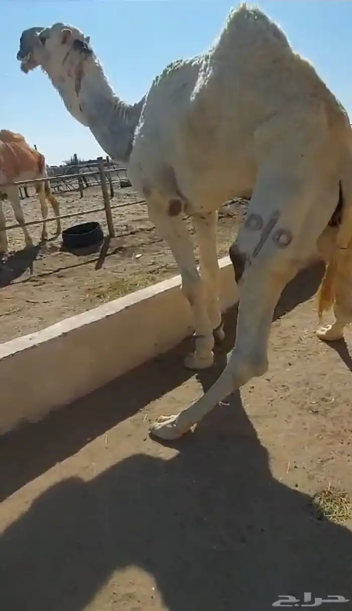 فحل علياني حكومي 3
