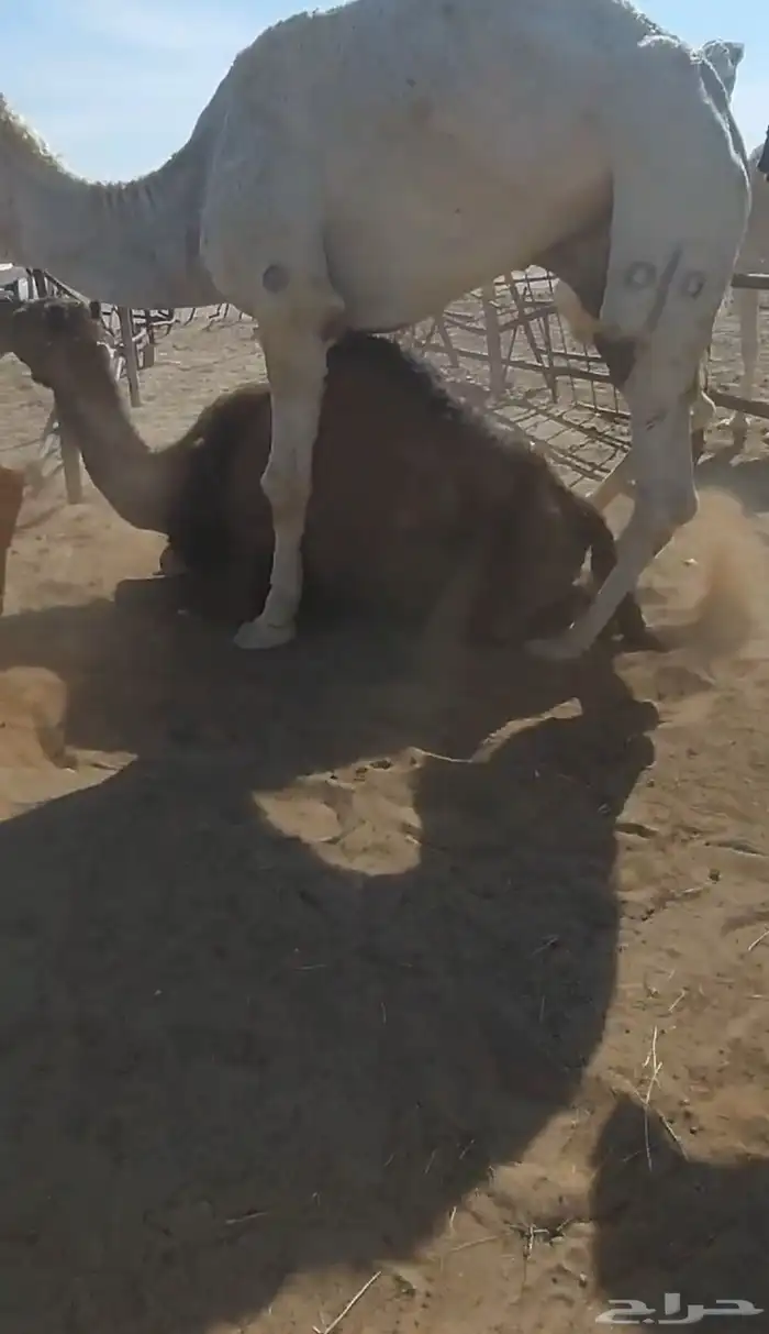 فحل علياني حكومي 6