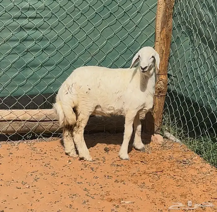 بهم حري للبيع 3
