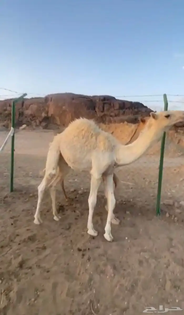 قعود لباني ارباع و اثمان 3