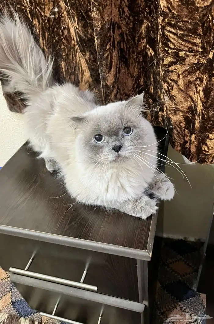 قطط 2