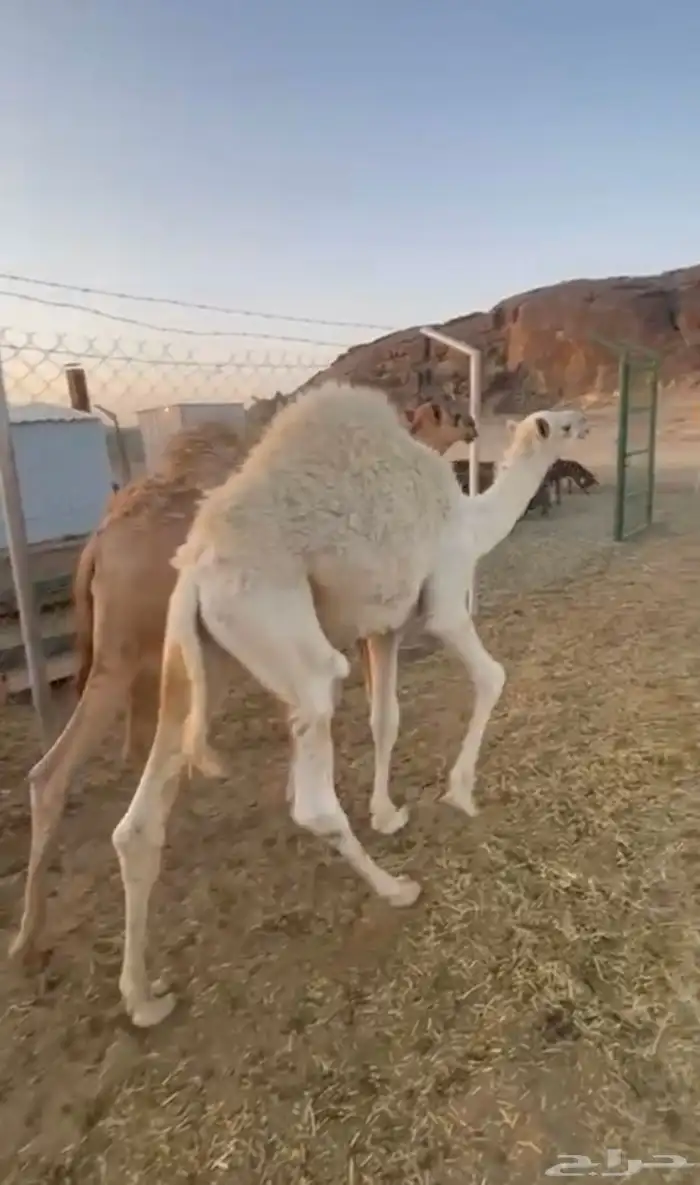 قعود لباني ارباع و اثمان 4