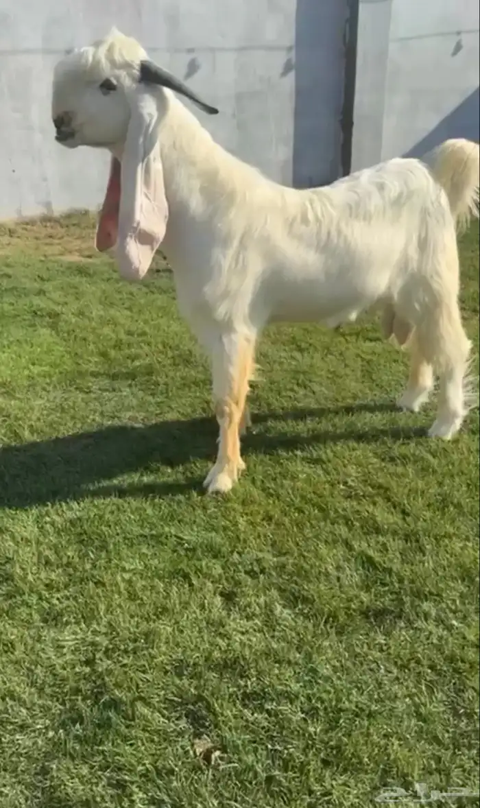 للبيع جذع مطور فاخررر 0