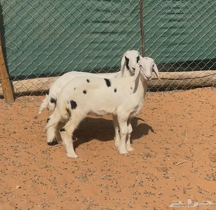 بهم حري للبيع 0
