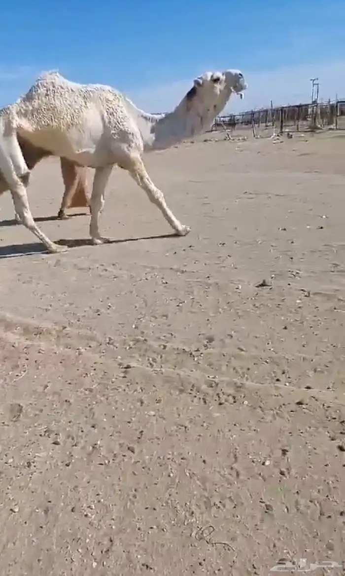 فحل علياني حكومي 4
