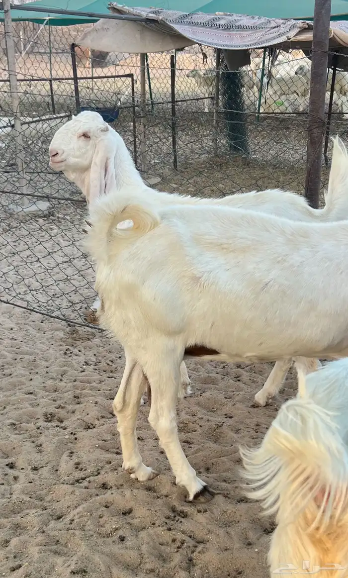 عرض مميز مراح صنف 0