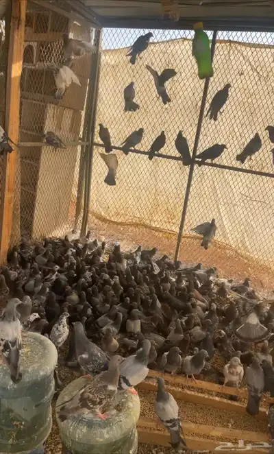 حمام سوادي 0