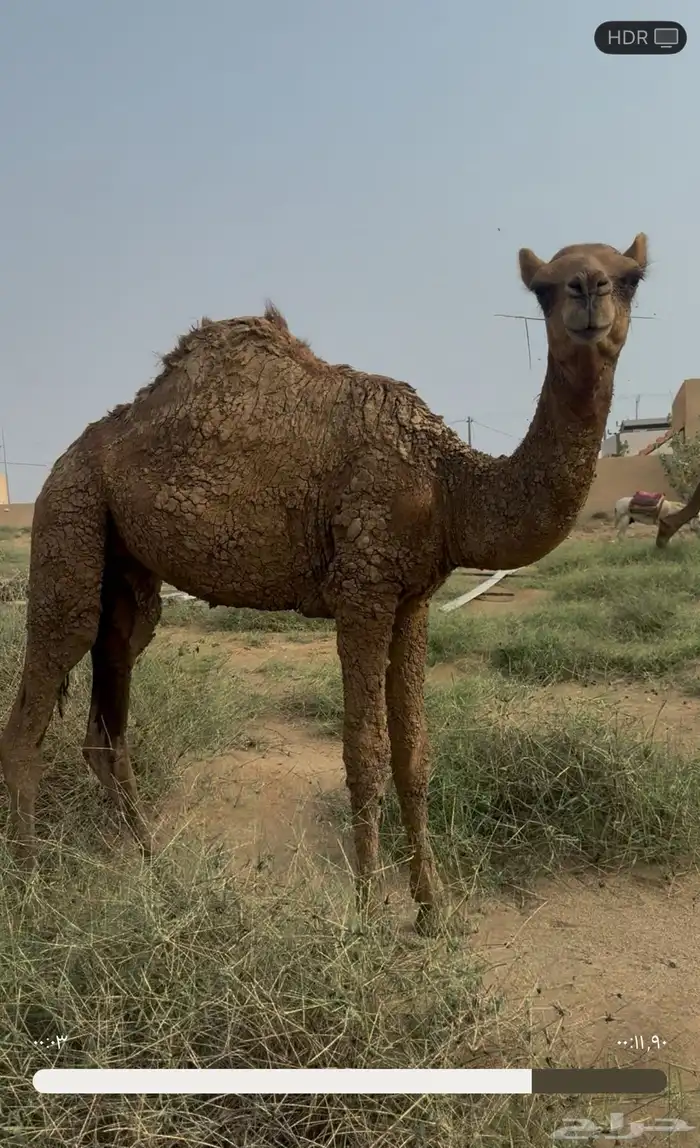 بعير 1