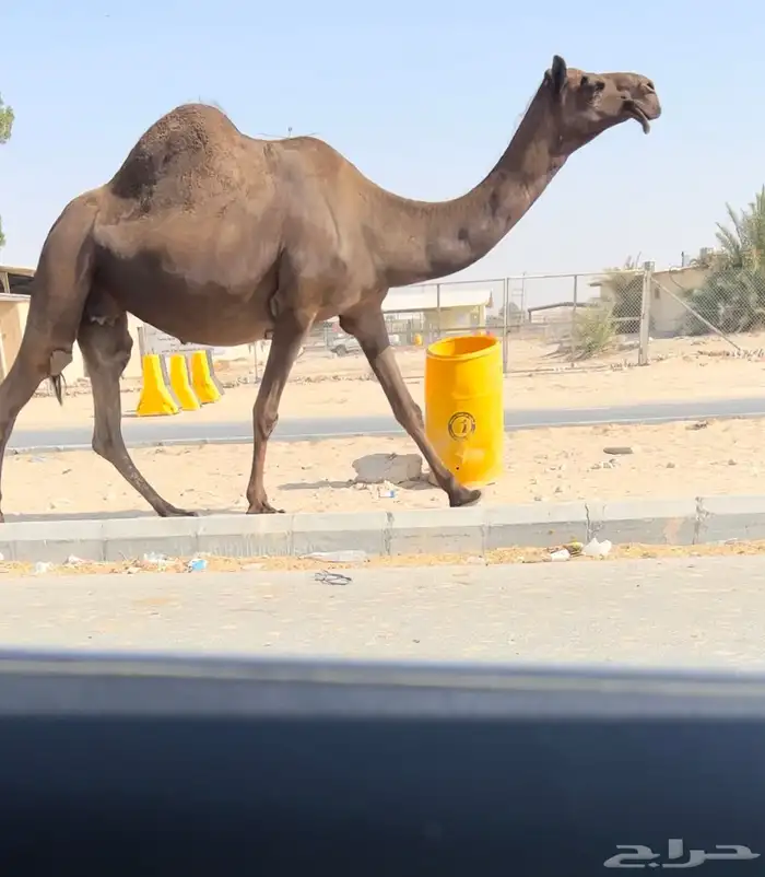 لقاح مجاهيم بكر وثنو 0