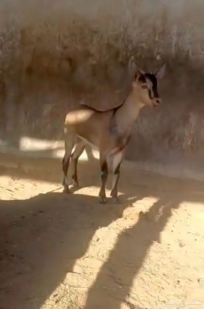 تيس ولد وعل فاخر لاهل الصنف 1