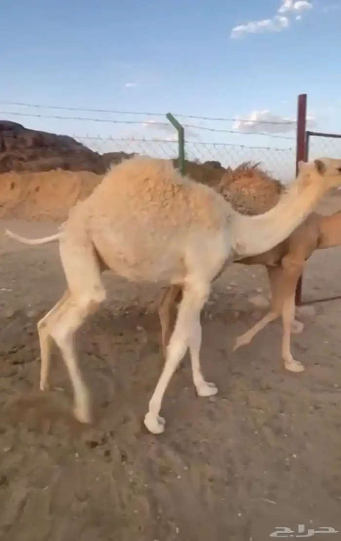 قعود لباني ارباع و اثمان 0